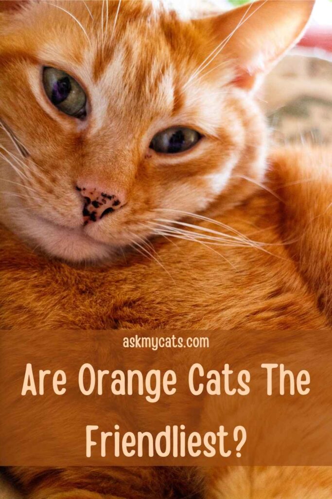 Are Orange Cats The Friendliest?