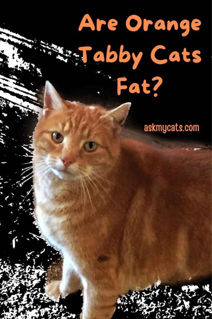 Are Orange Tabby Cats Fat?