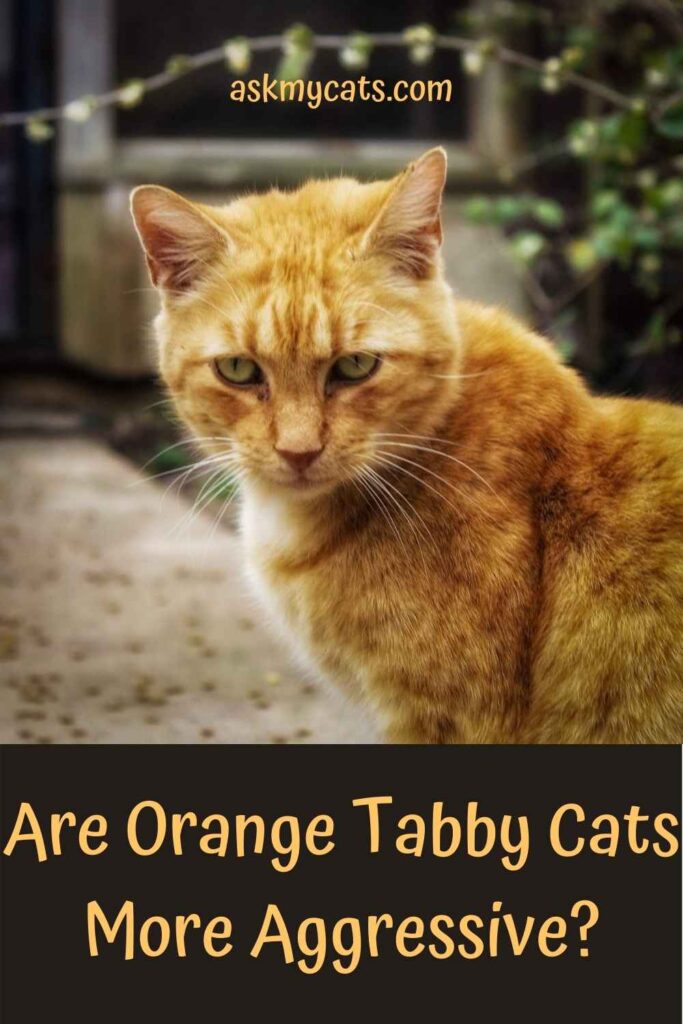 Are Orange Tabby Cats More Aggressive?