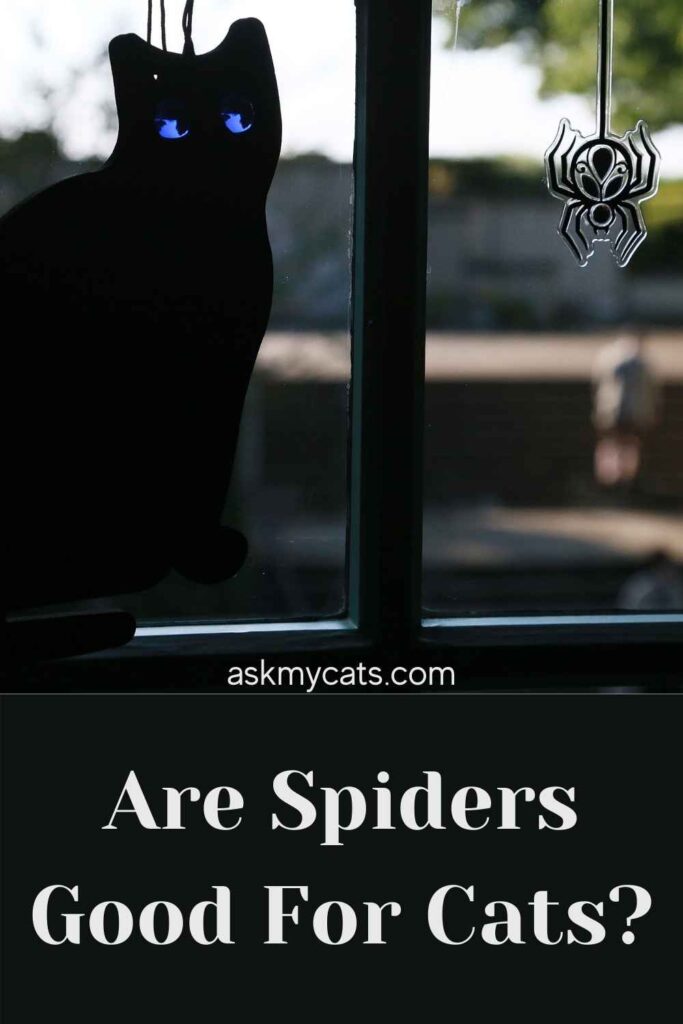Are Spiders Good For Cats?