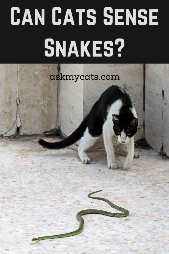 Can Cats Sense Snakes?