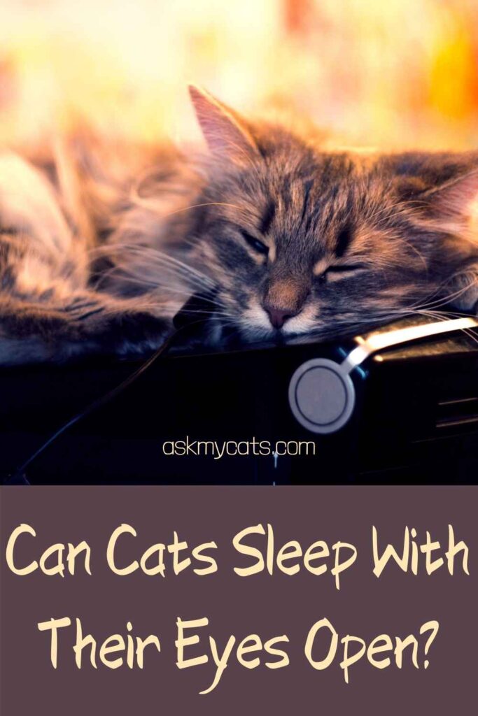 Can Cats Sleep With Their Eyes Open?