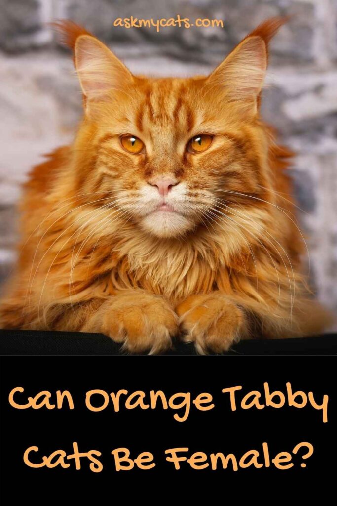 female orange tabby cat facebook cover photo