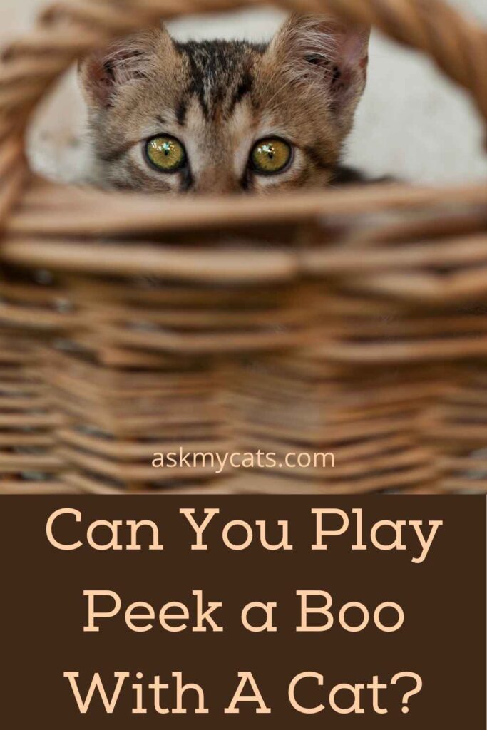 Can You Play Peek a Boo With A Cat?