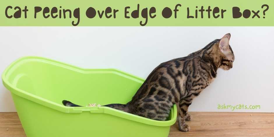 Cat Peeing Over Edge Of Litter