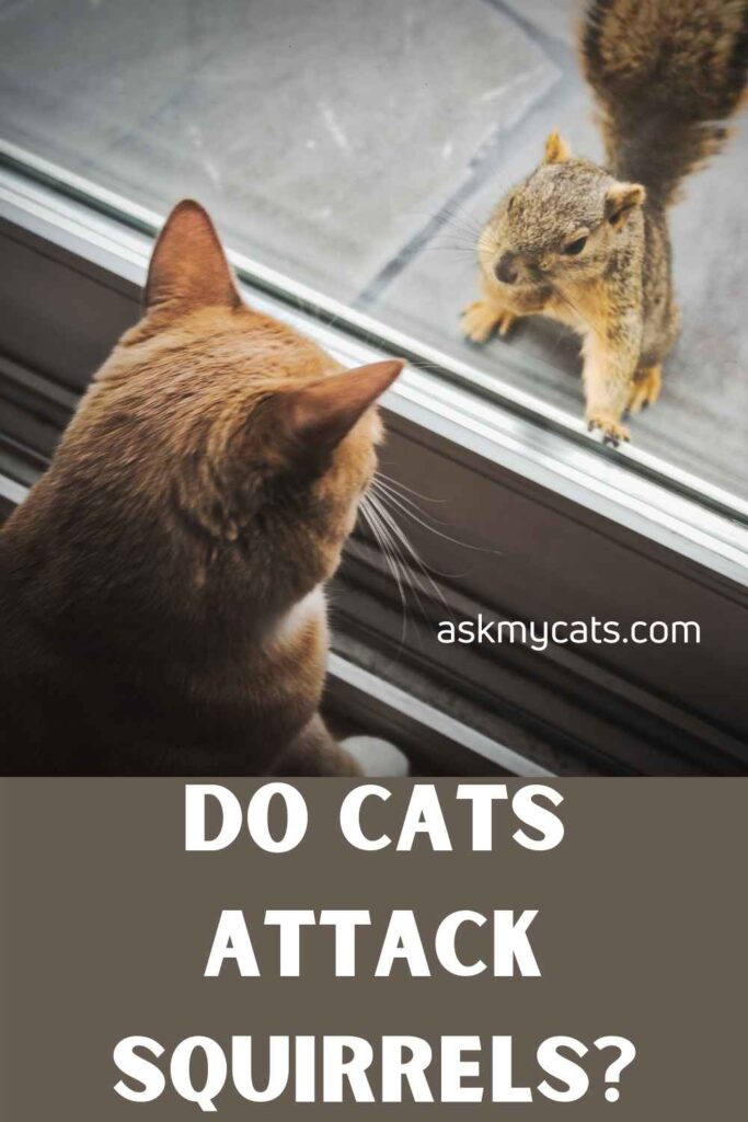 Do Cats Attack Squirrels?