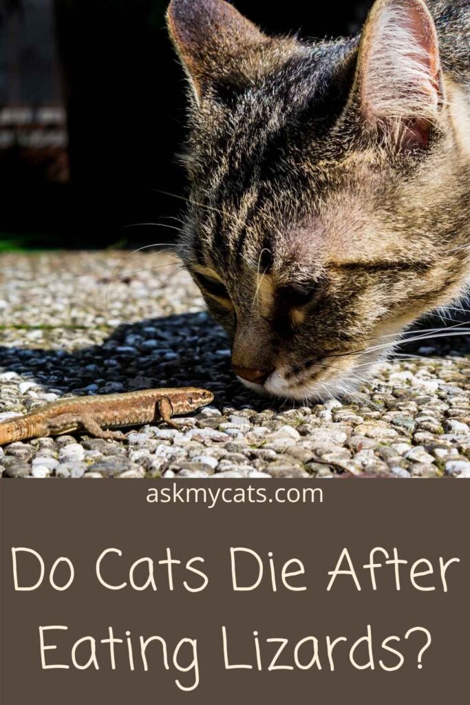 Do Cats Die After Eating Lizards?