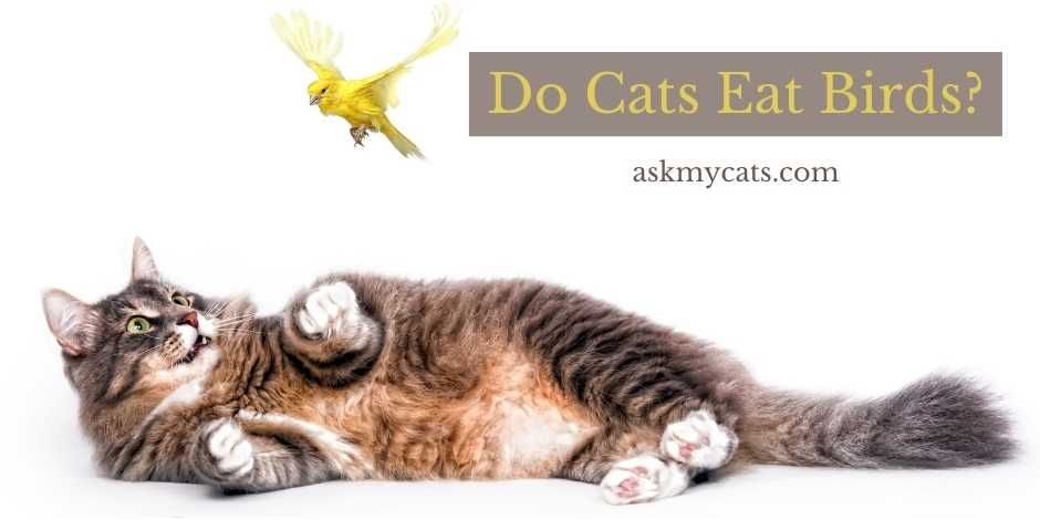 Do Cats Eat Birds