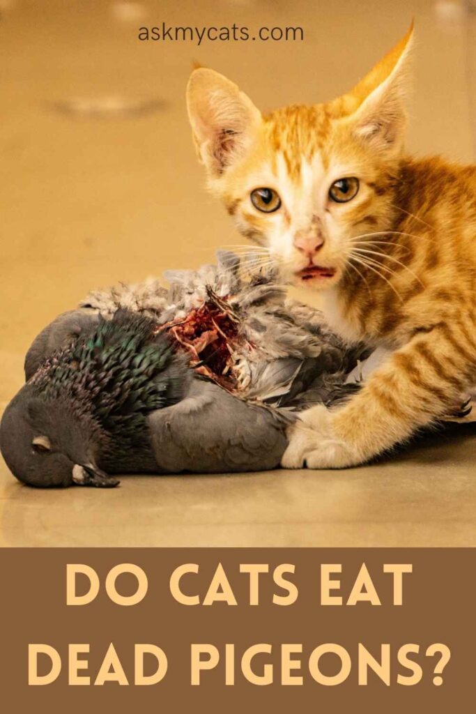 Do Cats Eat Dead Pigeons?