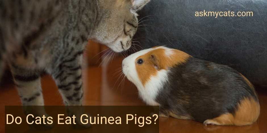 Do Cats Eat Guinea Pigs