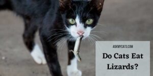 Do Cats Eat Lizards? Here’s What You Should Know!