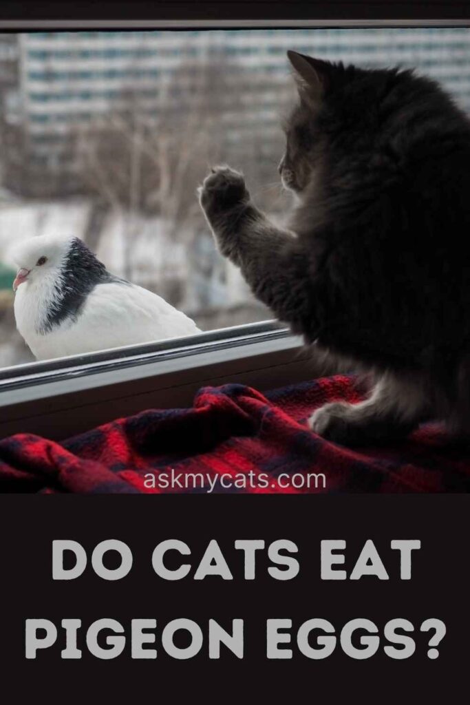 Do Cats Eat Pigeon Eggs?