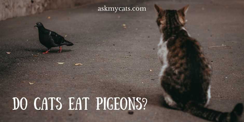 Do Cats Eat Pigeons