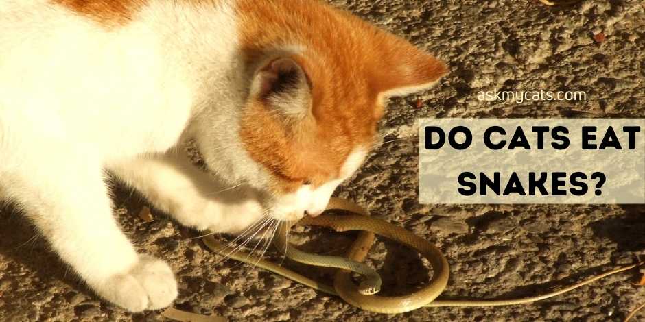 Do Cats Eat Snakes