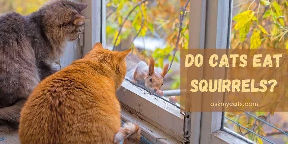 Do Cats Eat Squirrels