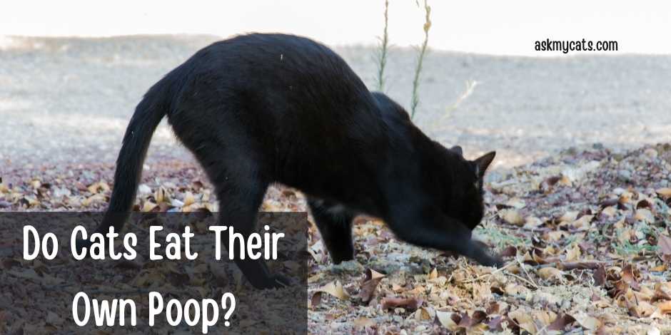 Do Cats Eat Their Own Poop?