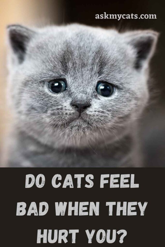 Do Cats Feel Bad When They Hurt You?