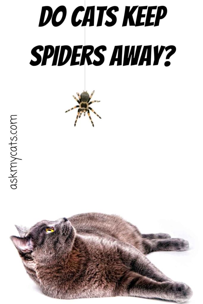 Do Cats Keep Spiders Away?