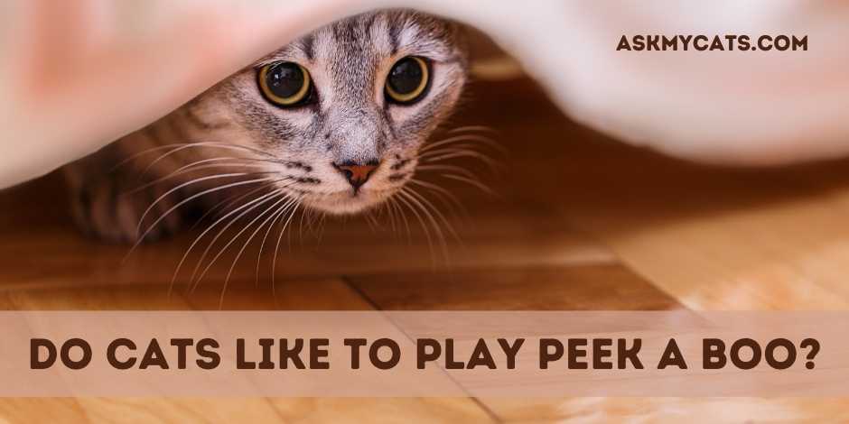 Do Cats Like To Play Peek A Boo?