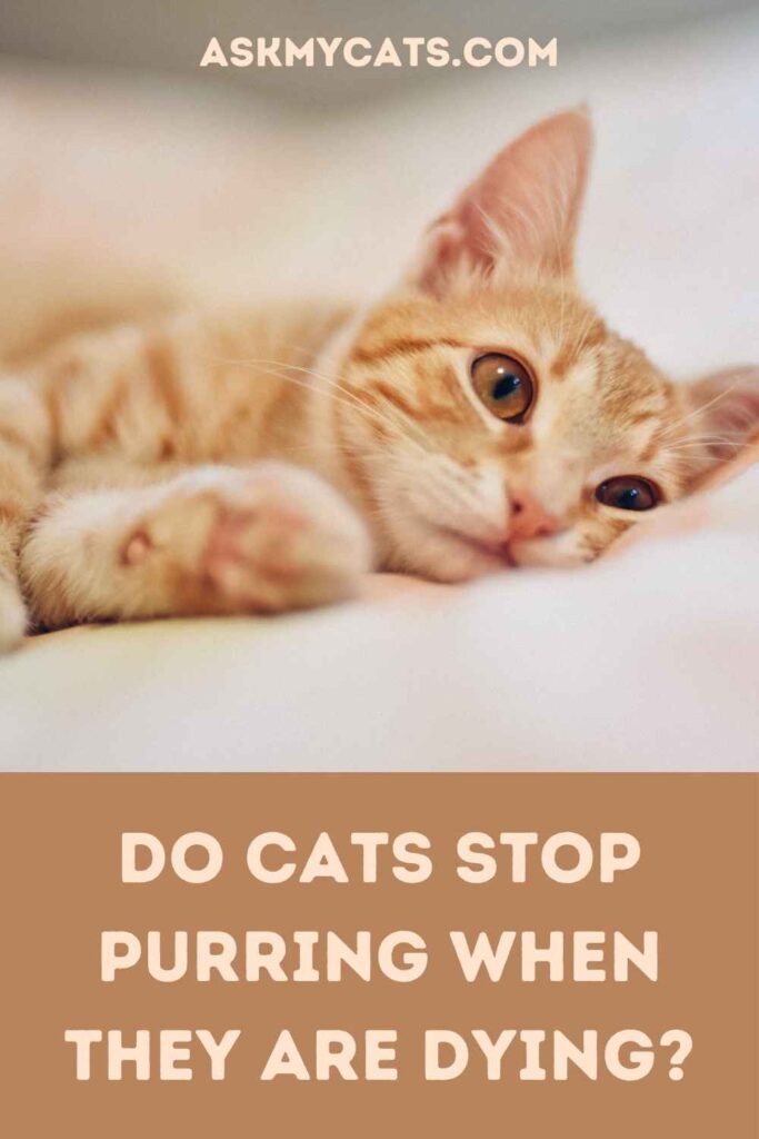 Do Cats Stop Purring When They Are Dying?