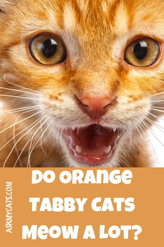 Do Orange Tabby Cats Meow A Lot?