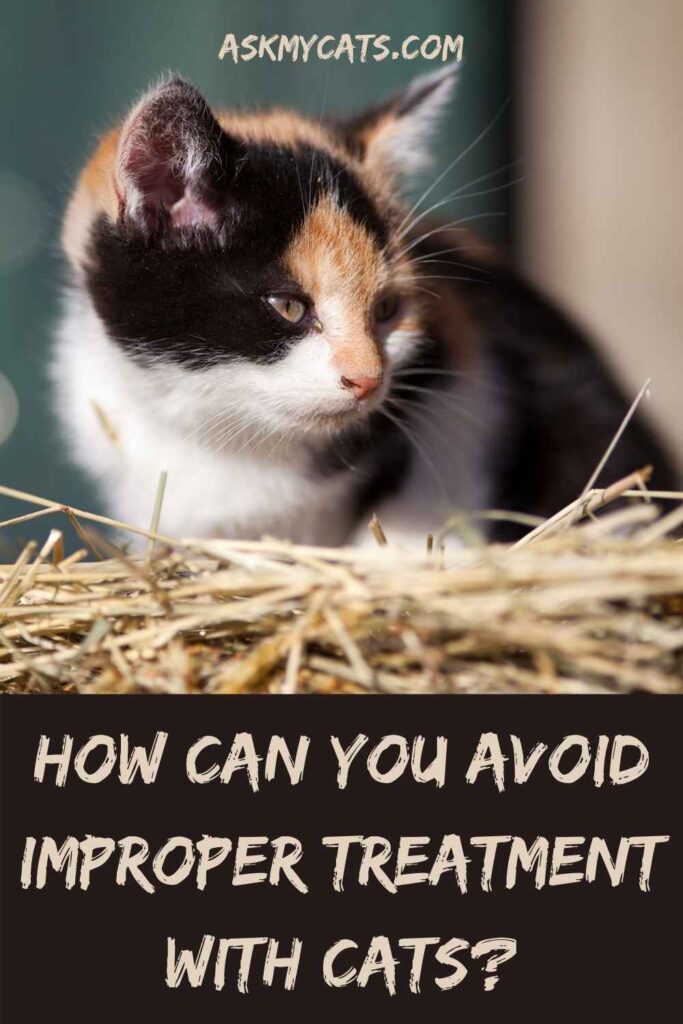 How Can You Avoid Improper Treatment With Cats?