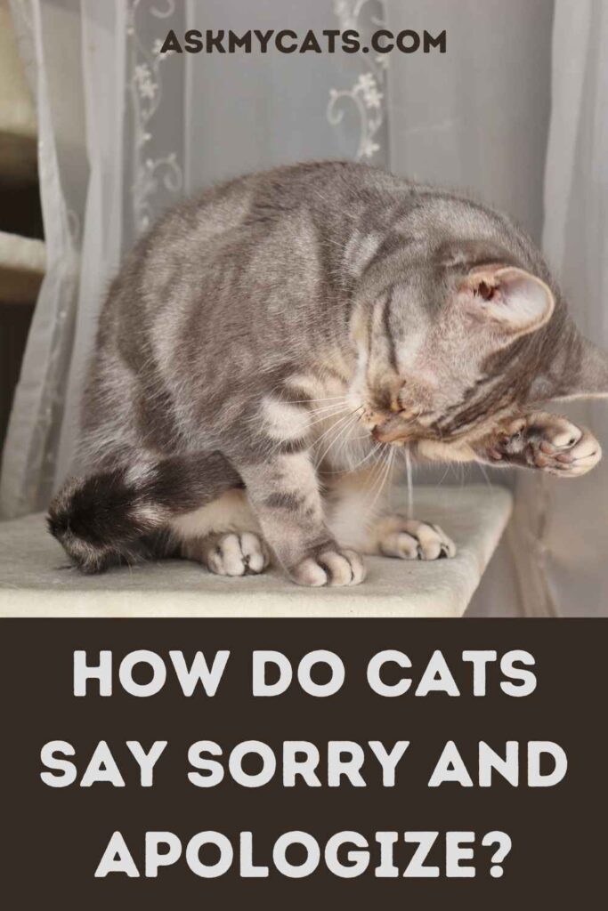 How Do Cats Say Sorry And Apologize?