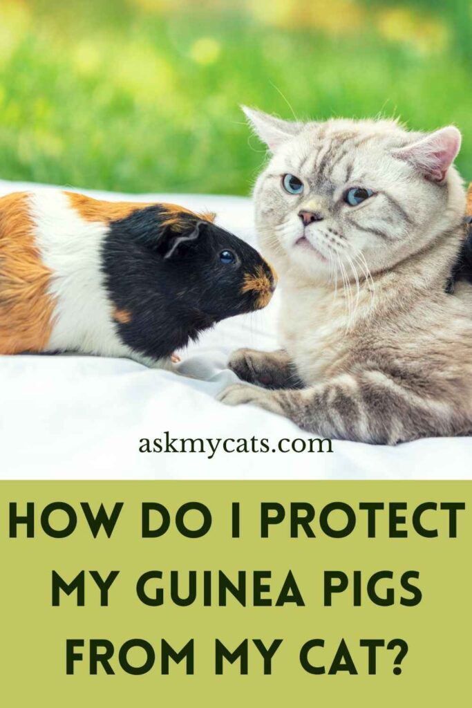 How Do I Protect My Guinea Pigs From My Cat?