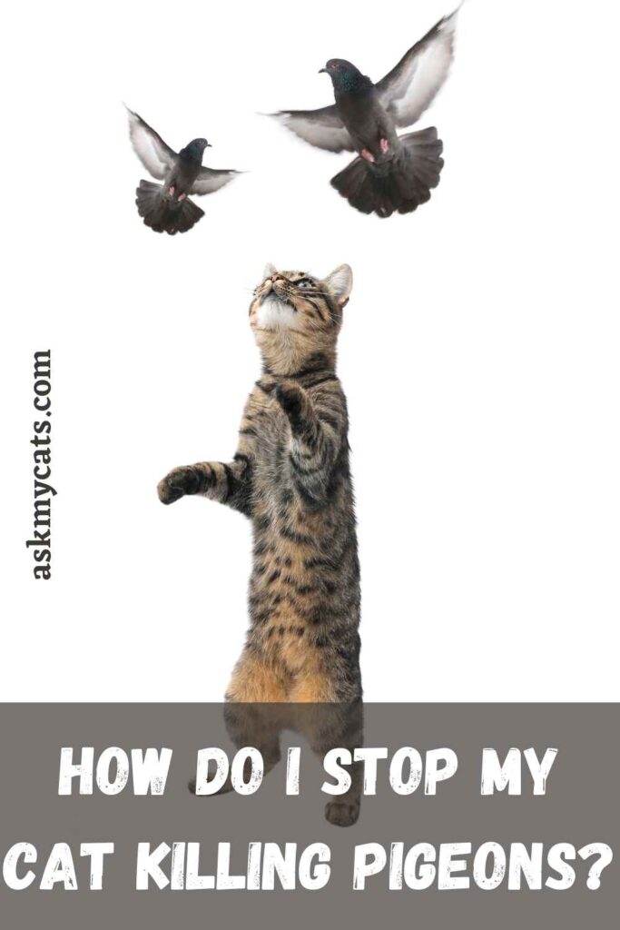 How Do I Stop My Cat Killing Pigeons?