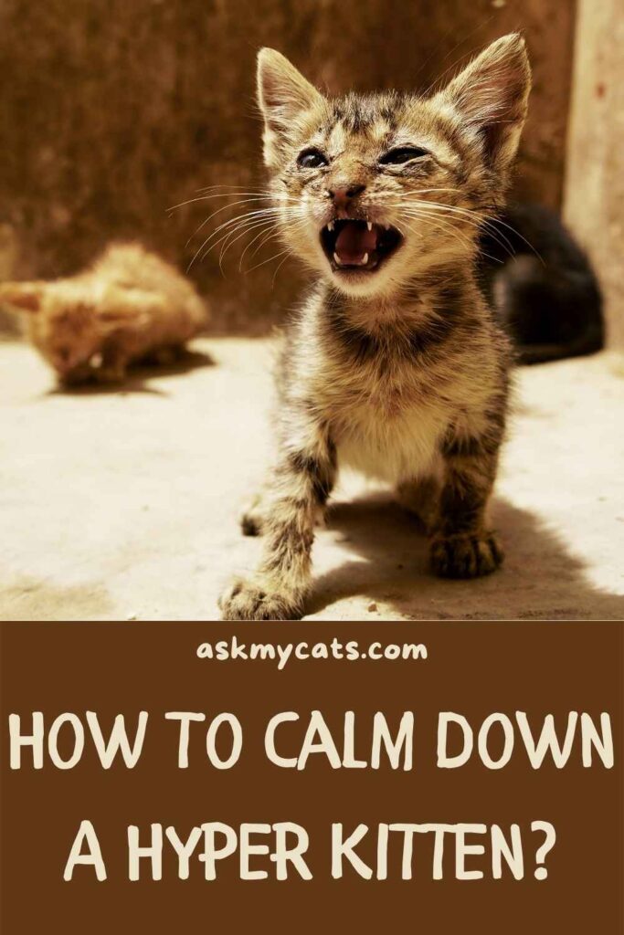 How To Calm Down A Hyper Kitten?