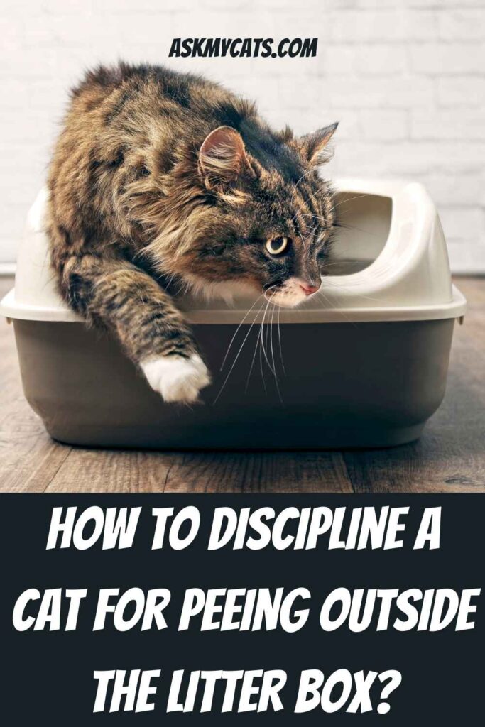 How To Discipline A Cat For Peeing Outside The Litter Box?