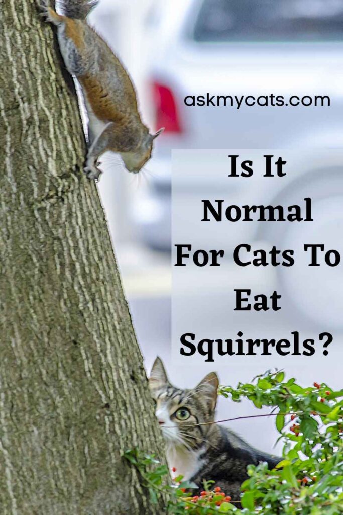 Is It Normal For Cats To Eat Squirrels?