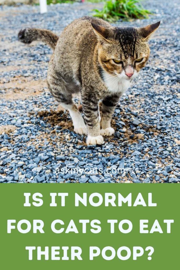 Is It Normal For Cats To Eat Their Poop?