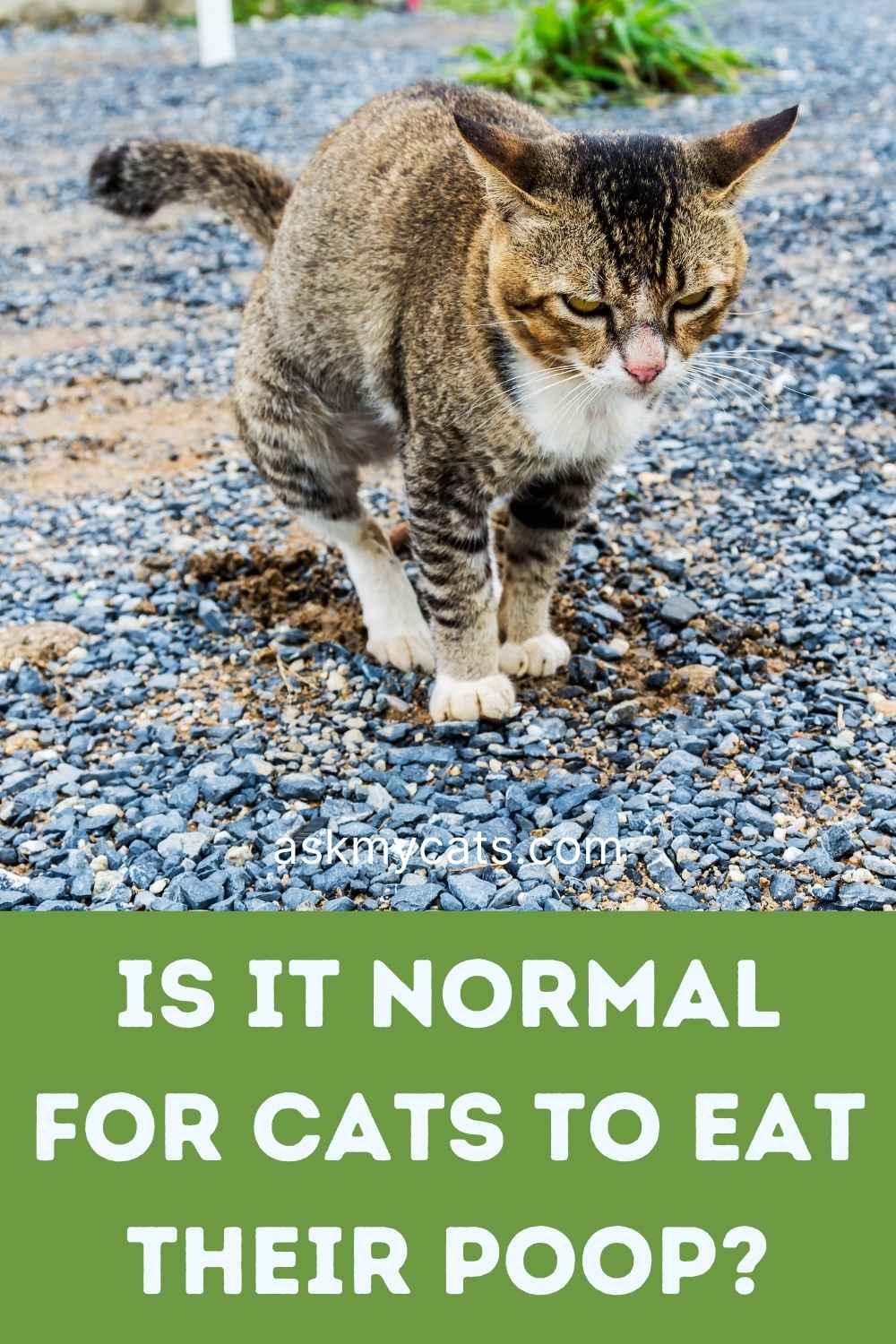 Do Cats Eat Their Own Poop? Is It Normal?