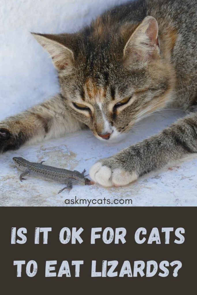 Is It OK For Cats To Eat Lizards?