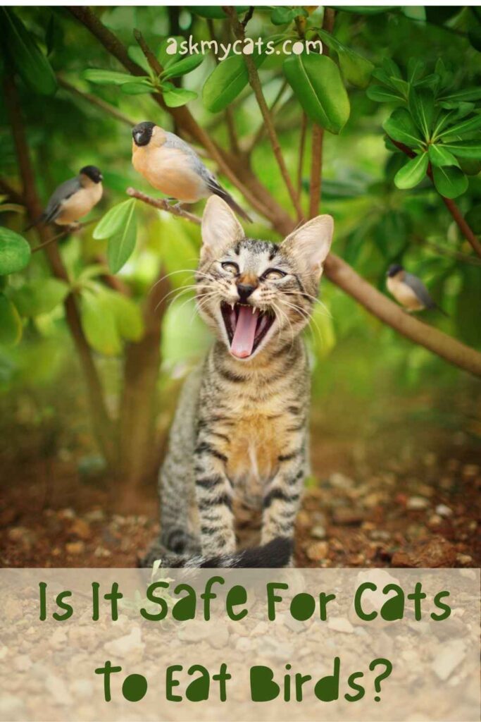 Is It Safe For Cats To Eat Birds?