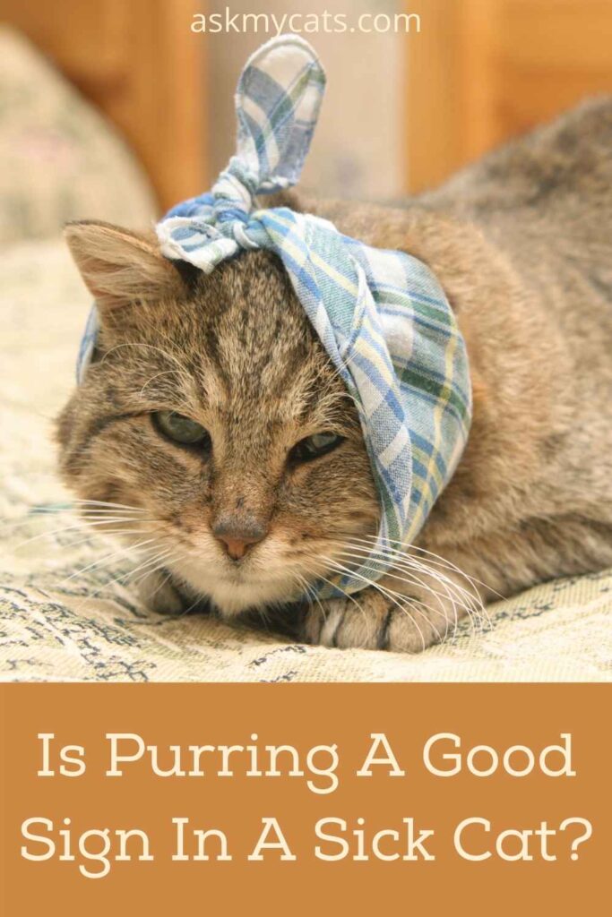 Is Purring A Good Sign In A Sick Cat?
