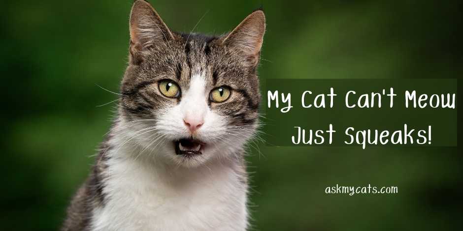 My Cat Can't Meow Just Squeaks! Can It Cause Problem?