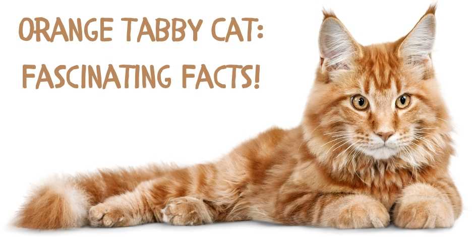 orange tabby cats facts