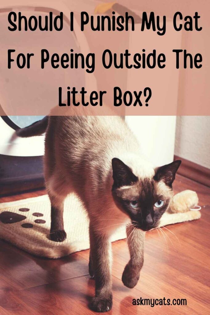 Should I Punish My Cat For Peeing Outside The Litter Box?