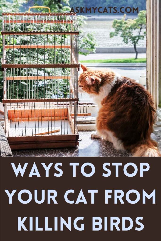 Ways to Stop Your Cat From Killing Birds