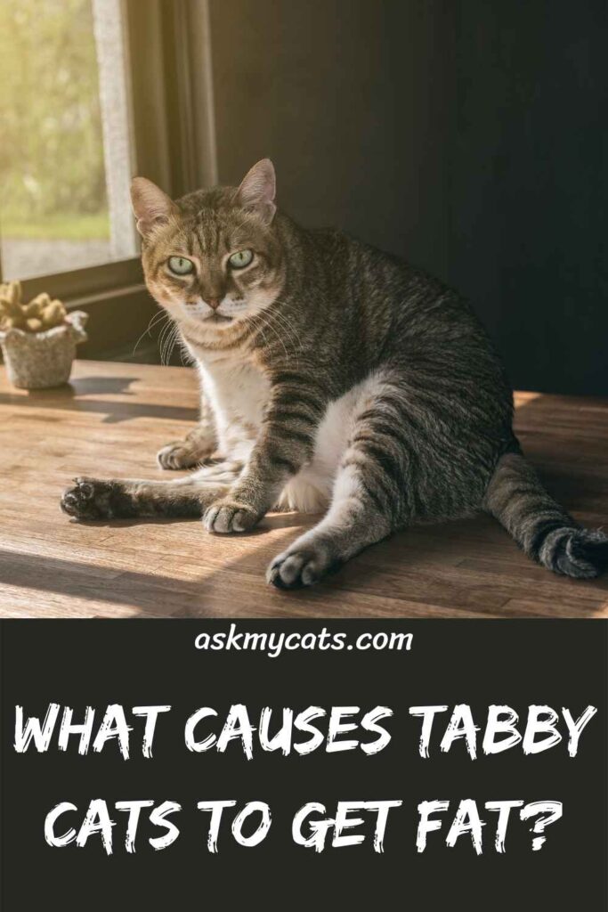 What Causes Tabby Cats To Get Fat?