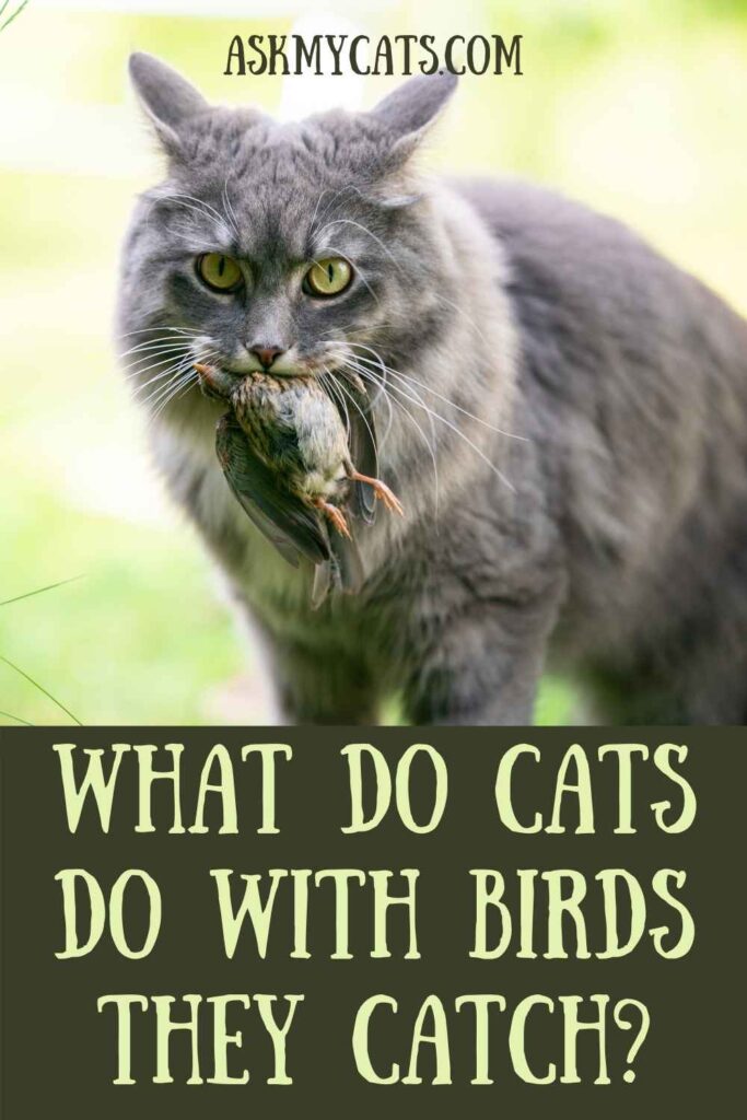 What Do Cats Do With Birds They Catch?