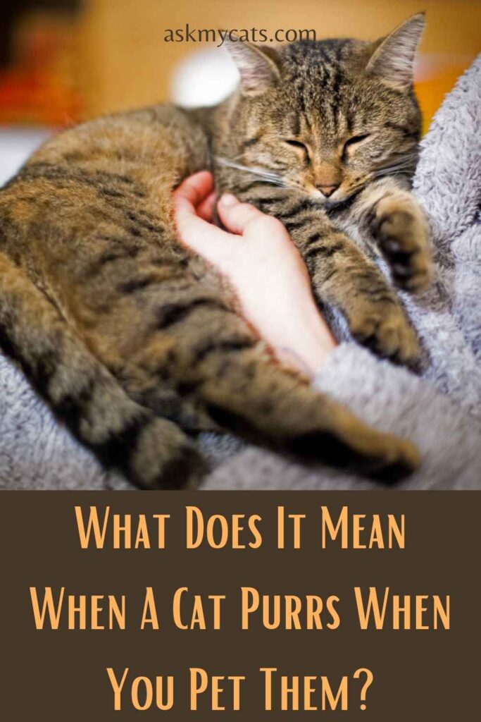 What Does It Mean When A Cat Purrs When You Pet Them?