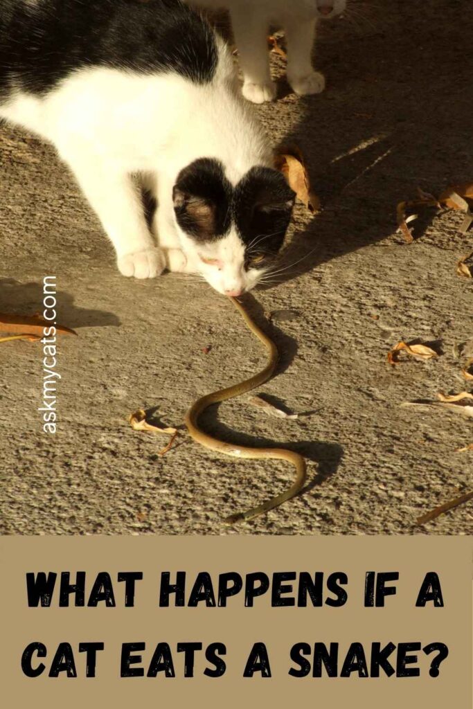 What Happens If A Cat Eats A Snake?