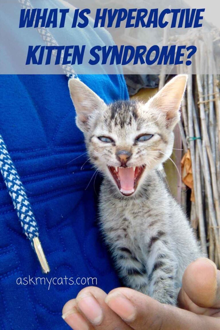 When Do Kittens Calm Down? Are They Always Hyper?