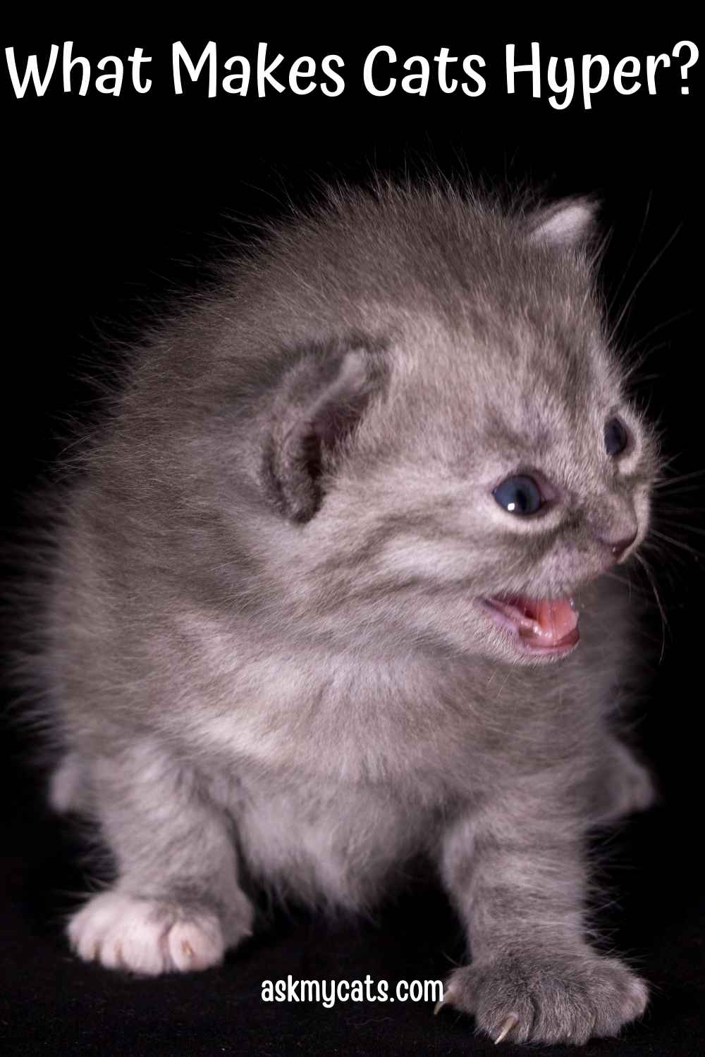 When Do Kittens Calm Down? Are They Always Hyper?