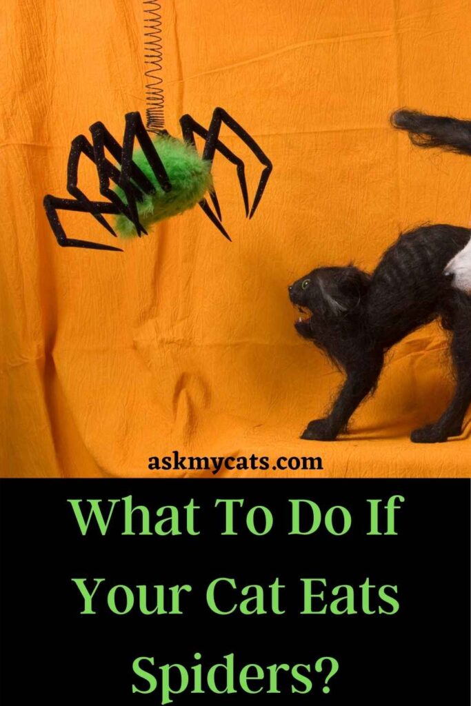 What To Do If Your Cat Eats Spiders?