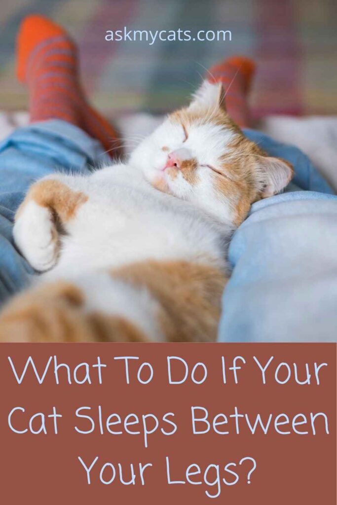 What To Do If Your Cat Sleeps Between Your Legs?