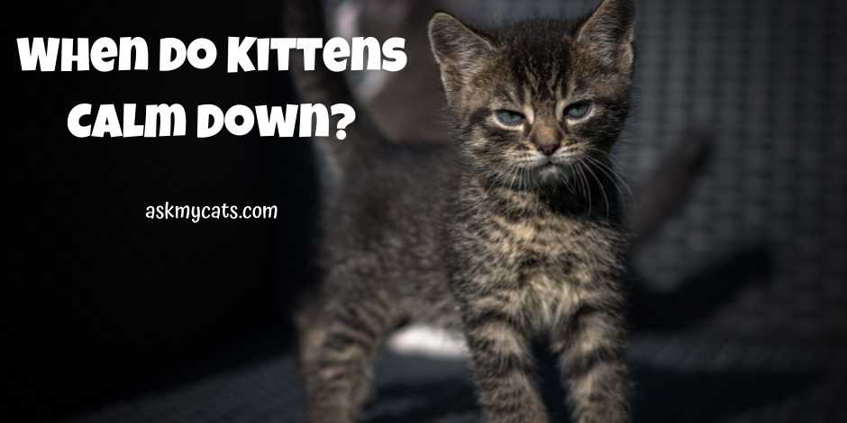 Do kittens shop calm down